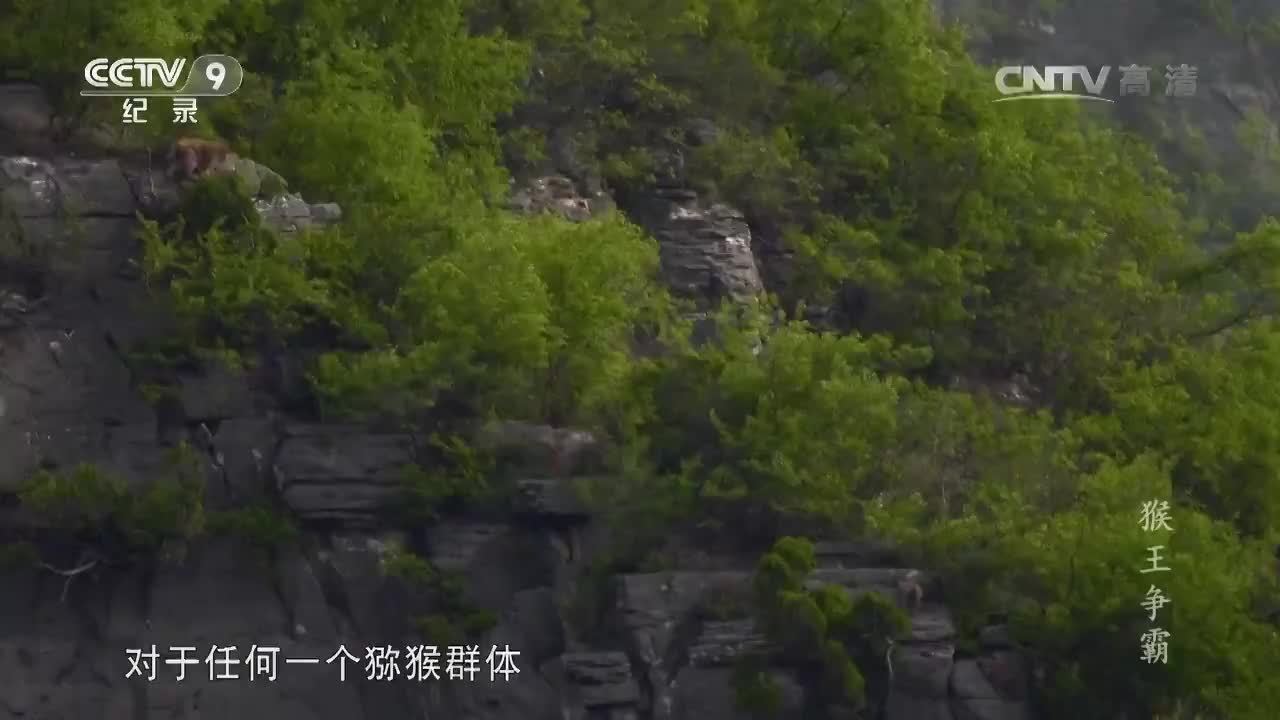 謝猛配音 紀錄片猴爭霸  梵曲配音