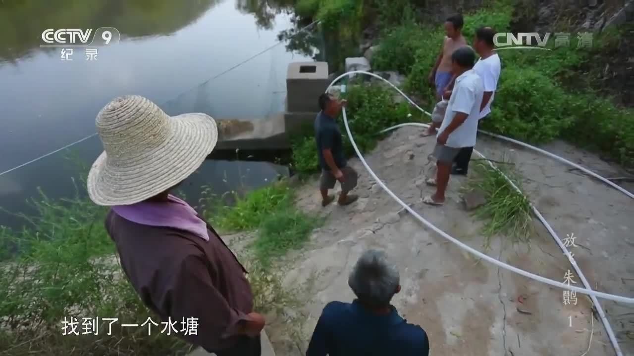 紀錄片《放飛朱鹮》第一集 謝猛配音 梵曲配音